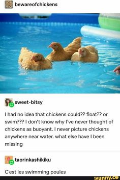 two chickens swimming in a pool with the caption'i had no idea that chickens could