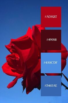 a red rose with the words ad07 and aascde on it in front of a blue sky