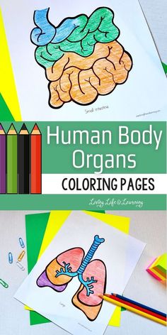 Human Body Organs Printable Coloring Pages Human Body Outline, Elementary Science Activities