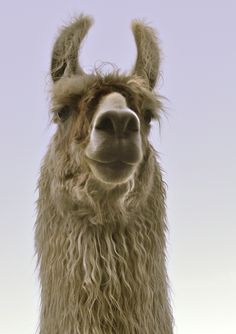 an alpaca looking at the camera with long hair