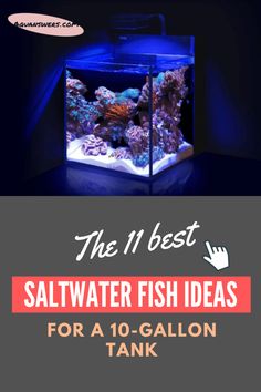 saltwater fish Reef Tank, Age 10