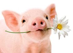 a pig with a flower in its mouth