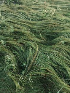 the grass is blowing in the wind and it looks like they have been blown off