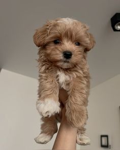 a small brown and white dog sitting on top of a person's arm