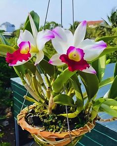 the flowers are blooming in the hanging basket