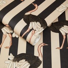 an ostrich wallpaper with black and white stripes on the background is shown