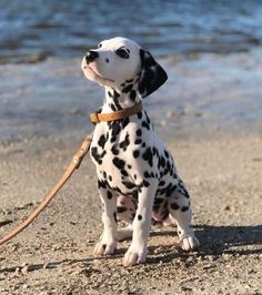 a dalmatian dog sitting on top of a sandy beach