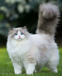 a fluffy white cat with blue eyes standing in the grass