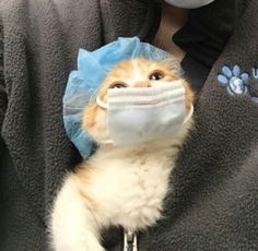 a cat with a face mask on is being held up by someone in a coat