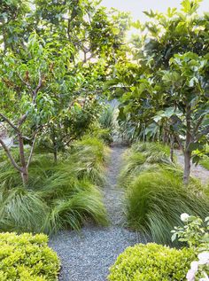 a garden with lots of green plants and trees in the background, along with gravel path