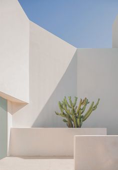 a cactus in a white planter next to a building