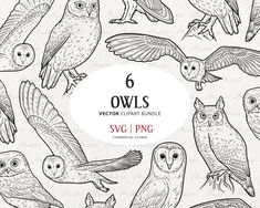 six owls in different poses with their wings spread out, and the number six on each side