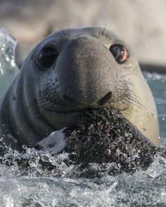 a seal in the water with its mouth open