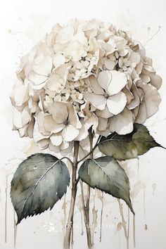 a painting of a white hydrangea flower with green leaves and dripping water on it