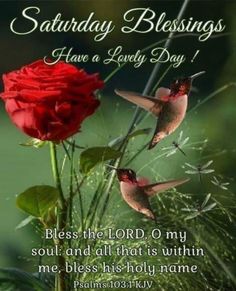 two hummingbirds sitting next to a red rose with the words, saturday blessings have a lovely day