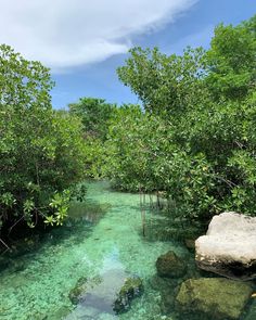 the water is crystal green and clear with rocks in it, surrounded by lush greenery