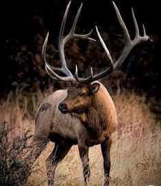 an elk with large antlers standing in tall grass