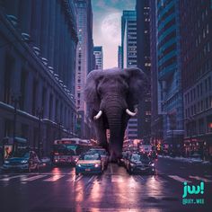 an elephant walking down the middle of a busy city street in front of tall buildings