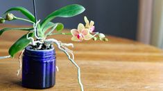 an orchid plant in a blue vase on a wooden table