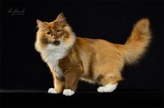 an orange and white cat is standing on a black background