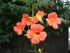 an orange flower is in the foreground with other flowers behind it and green leaves