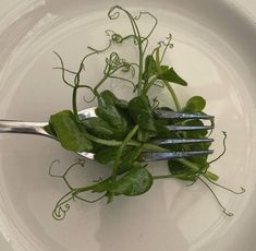 a plate with spinach on it and a fork sticking out of the top one