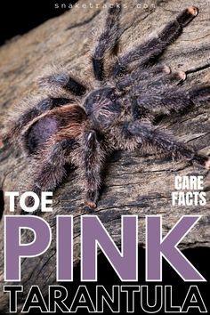 Pink Toe Tarantula Care Facts  ( Experience Level, Family, Scientific Name, Size, Lifespan, Diet) Pink Toe Tarantula Enclosure, Pink Toed Tarantula, Tarantula Enclosure Ideas, Pink Toe Tarantula, Tarantula Habitat, Tarantula Enclosure, Pet Aesthetic, Pet Tarantula, My Biggest Fear