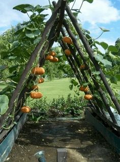 an orange tree with lots of fruit hanging from it's branches in a garden