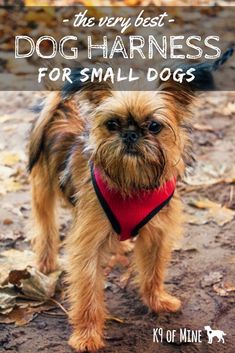 the very best dog harness for small dogs