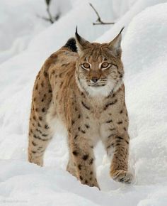 a snow leopard walking through the snow