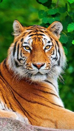 a tiger laying on top of a large rock next to green leaves and trees in the background