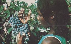 a woman picking grapes from a tree