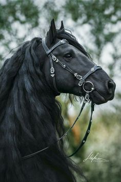 a close up of a black horse wearing a bridle