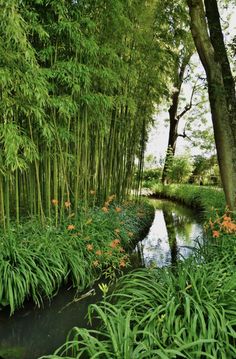 a stream running through a lush green forest filled with lots of tall grass and flowers