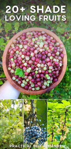 several pictures of berries in a wooden bowl on the vine, with text overlay that reads 20 + shade loving fruits practical self reliance