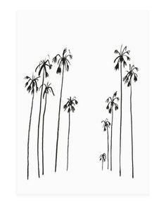 black and white drawing of tall palm trees