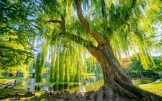 a large tree sitting in the middle of a park next to a lake with lots of green leaves on it