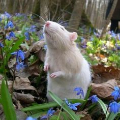 a white rat sitting in the middle of blue flowers