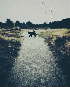 a dog walking down a dirt road next to a field with birds flying in the sky