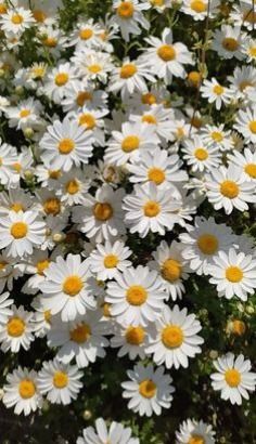 white flowers with yellow centers in the middle