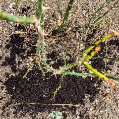 the plant is starting to grow in the dirt and soil, with small green leaves sticking out of it