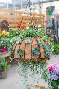 a hanging planter filled with succulents and plants in a garden center