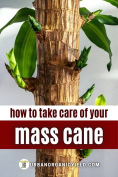 a plant with leaves growing out of it and the words how to take care of your mass cane