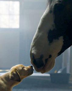 a dog and a horse are touching noses