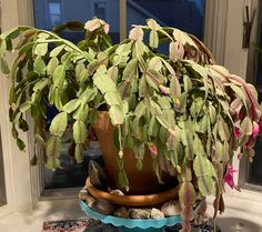 a large potted plant sitting on top of a blue plate in front of a window