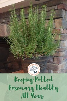 a potted plant sitting on top of a table next to a sign that says keeping pettid rosemary healthy all year