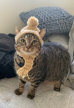 a cat wearing a knitted hat and scarf