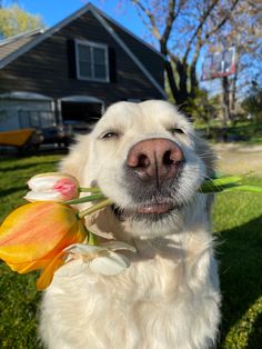 a close up of a dog holding flowers in its mouth