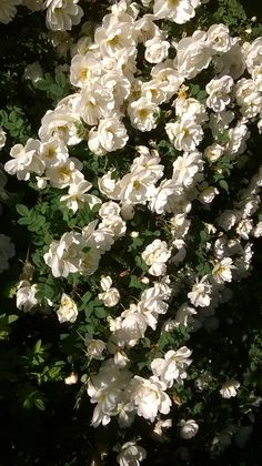 white flowers are blooming in the sun