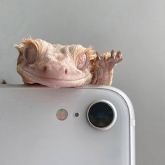 an animal that is sitting on top of a cell phone with it's head sticking out